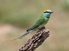 J18_3185 Green Bee-eater